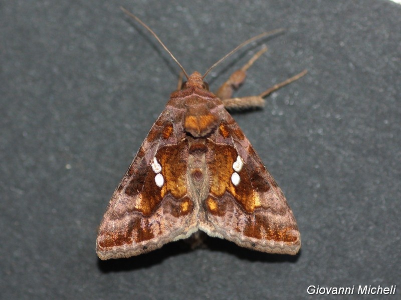 Chrysodeixis chalcites Noctuidae